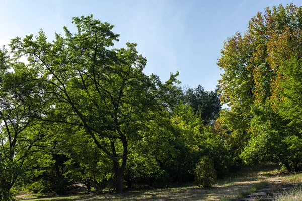 Árvores com folhagem verde na grama com céu azul no fundo — Fotografia de Stock