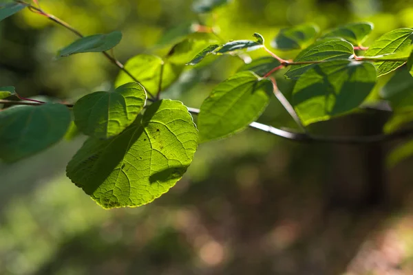 Close up view of green leaves on tree branch with sunlight — Stock Photo