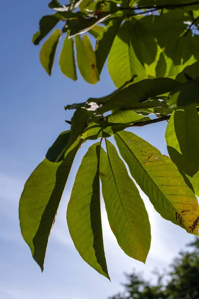 Bottom view of green leaves with blue sky at background — Stock Photo