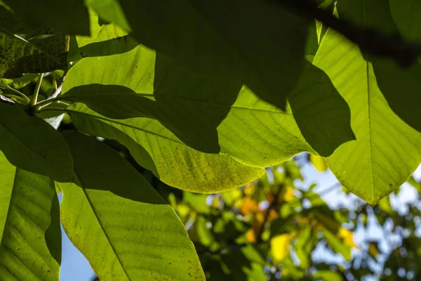Close up view of green leaves of walnut tree with sunlight — Stock Photo
