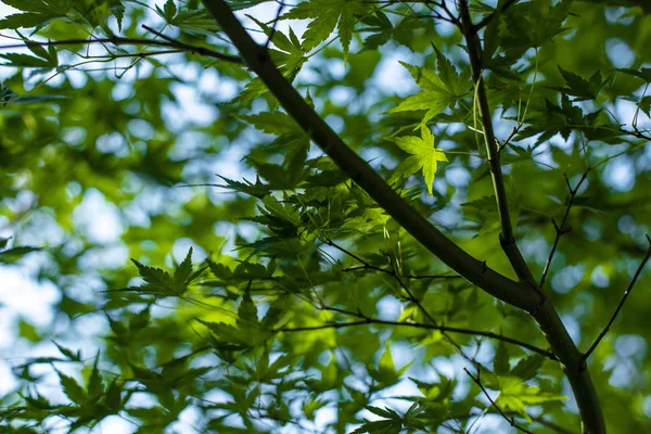 Close up view of green maple foliage with blue sky at background — Stock Photo