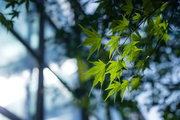 Nahaufnahme der grünen Ahornblätter mit Sonnenlicht — Stockfoto