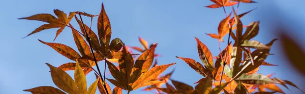 Autumn leaves on maple tree with blue sky at background, panoramic shot — Stock Photo