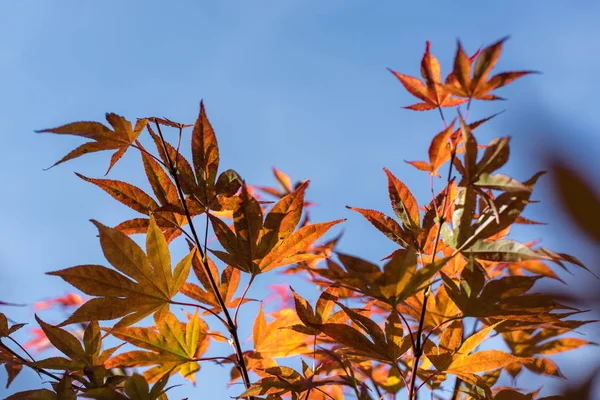 Осіннє листя на кленових гілках дерева з блакитним небом на фоні — стокове фото