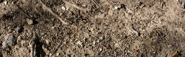 Top view of ground with tree roots, panoramic shot — Stock Photo