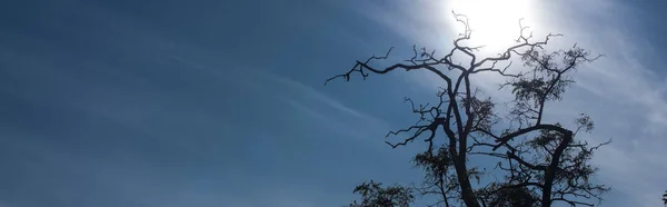 Tree with dry branches and blue sky with clouds, panoramic shot — Stock Photo