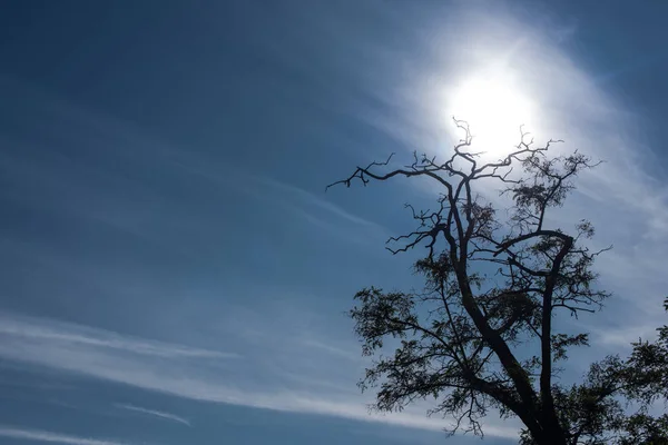 Tree with dry branches and blue sky with sun at background — Stock Photo