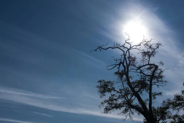 Árbol con ramas secas y cielo azul con sol al fondo — Stock Photo