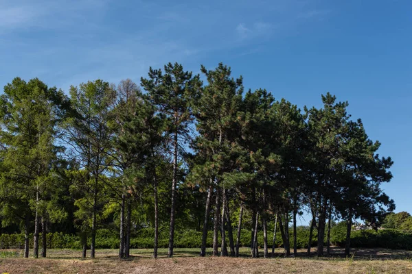 Árboles siempreverdes sobre hierba con cielo azul al fondo - foto de stock