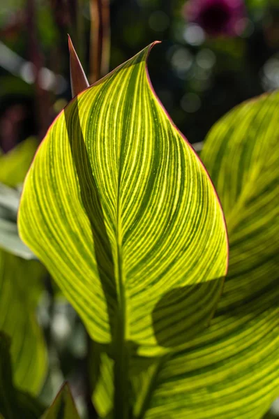 Hojas verdes con líneas amarillas y luz solar - foto de stock