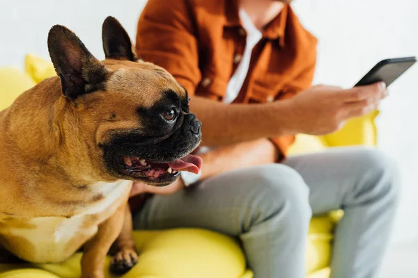 Foco seletivo de bulldog francês e homem segurando smartphone — Fotografia de Stock