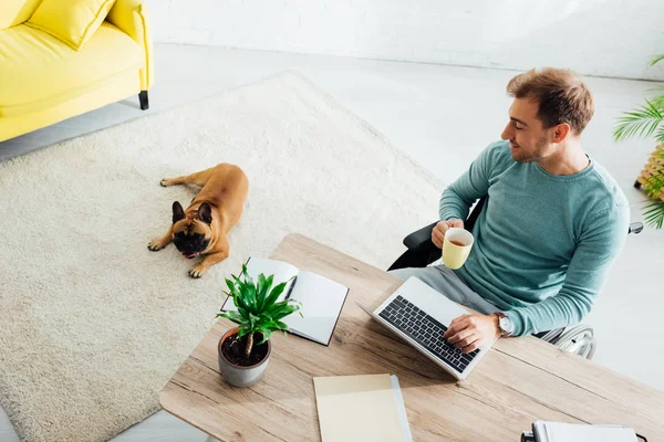 Smiling disabled man with laptop and cup looking on french bulldog in living room — Stock Photo