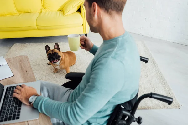Freelancer in wheelchair with laptop and cup looking at french bulldog in living room — Stock Photo