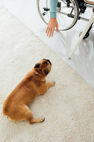 Cropped view of disabled man reaching out hand to french bulldog — Stock Photo