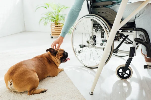 Vista recortada del hombre en silla de ruedas extendiendo la mano al bulldog francés - foto de stock