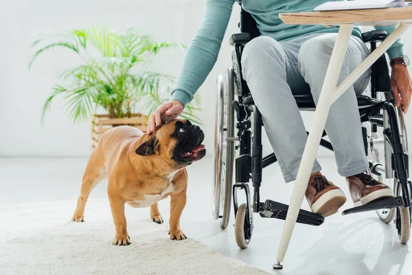 Vista cortada do homem em cadeira de rodas acariciando bulldog francês — Fotografia de Stock