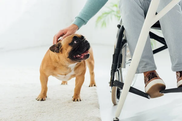 Ausgeschnittene Ansicht von Mann im Rollstuhl streichelt französische Bulldogge im Wohnzimmer — Stockfoto