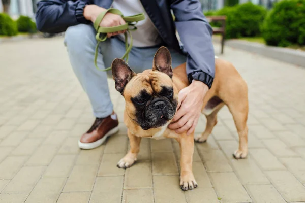 Vista ritagliata dell'uomo che accarezza il bulldog francese sul marciapiede — Foto stock