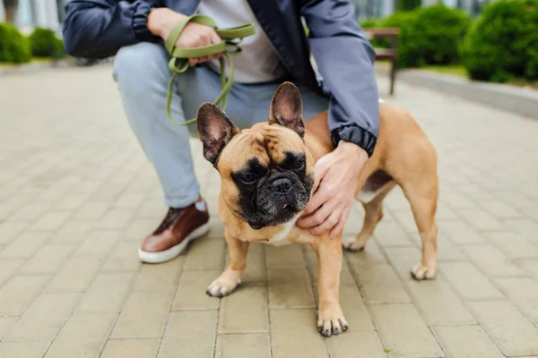 Vista cortada de homem acariciando bulldog francês na calçada — Fotografia de Stock