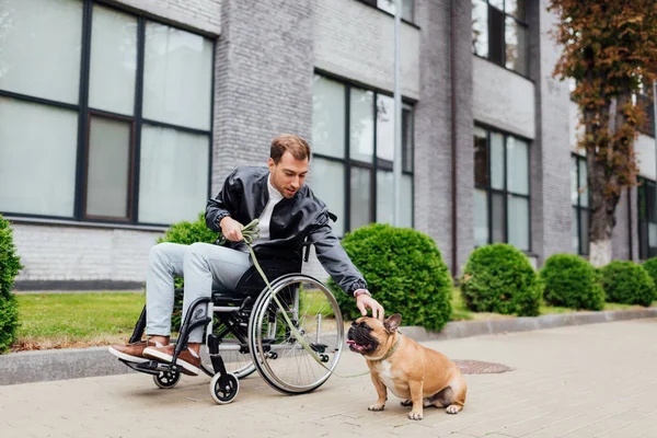 Disabled man attaching leash to french bulldog on urban street — Stock Photo