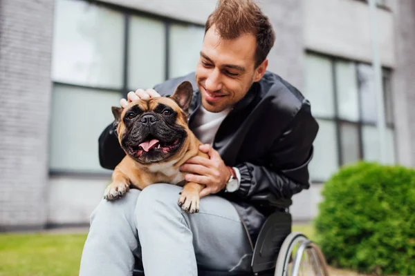 Sorrindo homem em cadeira de rodas petting bulldog francês na rua urbana — Fotografia de Stock