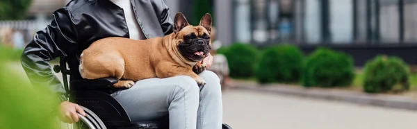 Vista cortada de bulldog francês sentado em joelhos de homem com deficiência na rua urbana — Fotografia de Stock