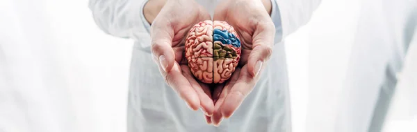 Panoramic shot of doctor holding model of brain in clinic — Stock Photo