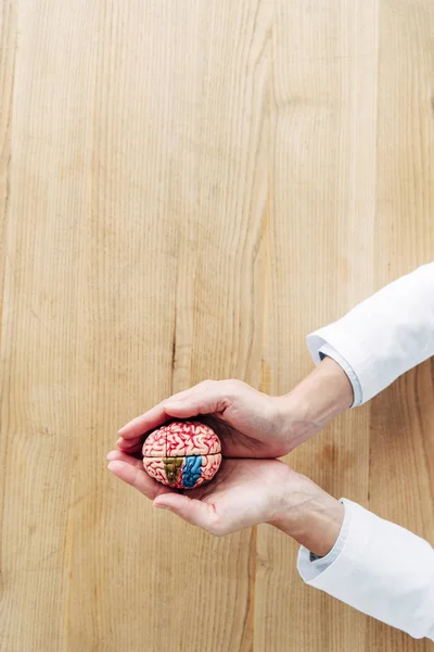 Vue recadrée du médecin tenant le modèle du cerveau en clinique — Photo de stock