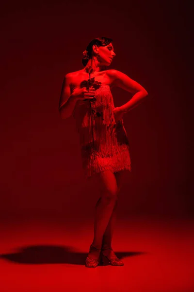 Красивая танцовщица танго в платье с бахромой, держащей розу на темном фоне с красной подсветкой — стоковое фото