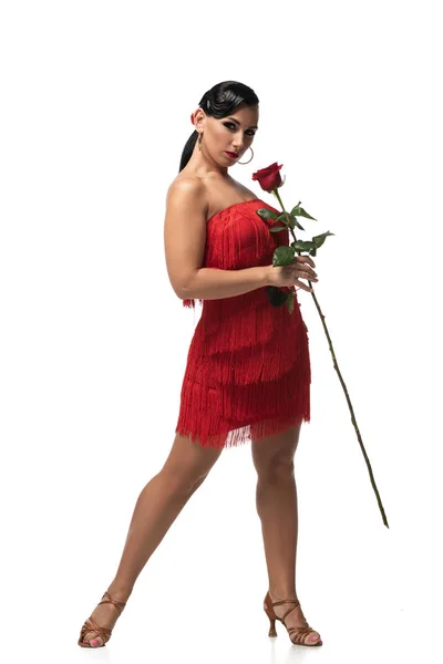 Hermosa y elegante bailarina de tango sosteniendo rosa roja y mirando a la cámara sobre fondo blanco - foto de stock