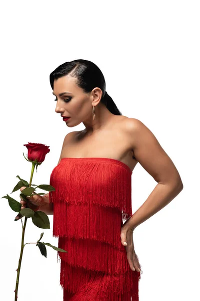 Sensual y elegante bailarina de tango en vestido con flecos sosteniendo rosa roja aislada en blanco - foto de stock