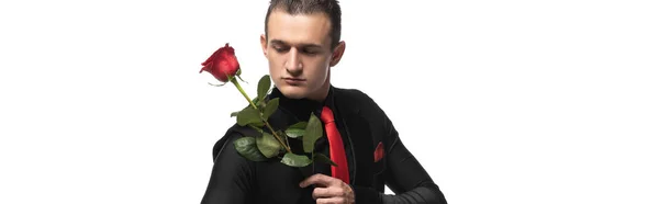 Panoramic shot of stylish tango dancer holding red rose isolated on white — Stock Photo