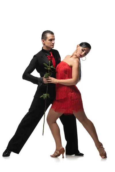 Dançarinos apaixonados e elegantes segurando rosa vermelha durante a realização de tango no fundo branco — Fotografia de Stock