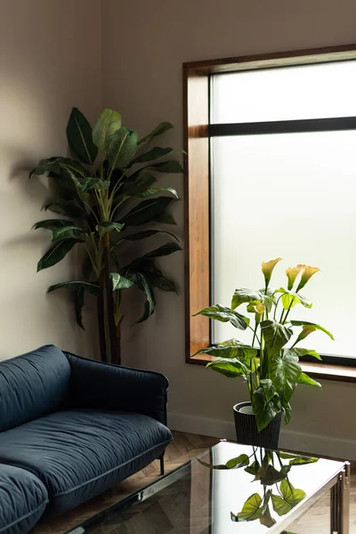 Interieur im Wohnzimmer mit blauem Sofa und Pflanzen — Stockfoto