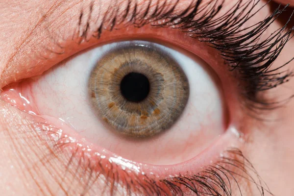 Gros plan de l'oeil vert avec des cils noirs — Photo de stock