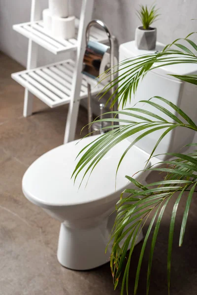 Selective focus of palm tree and toilet bowl near rack with toilet paper — Stock Photo
