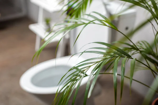 Foyer sélectif de palmier et cuvette de toilette près de rack — Photo de stock