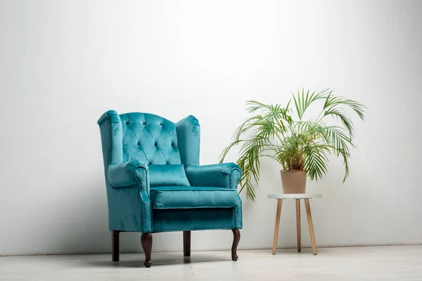 Poltrona azul veludo elegante com travesseiro perto de planta verde — Fotografia de Stock