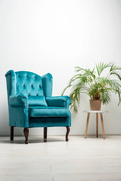 Poltrona azul veludo elegante com travesseiro perto de planta verde — Fotografia de Stock