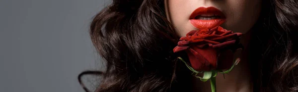 Panoramic shot of curly passionate woman holding red rose, isolated on grey — Stock Photo