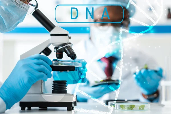 Foyer sélectif de biologiste utilisant le microscope et son collègue afro-américain regardant les feuilles sur fond avec l'illustration de l'ADN — Photo de stock