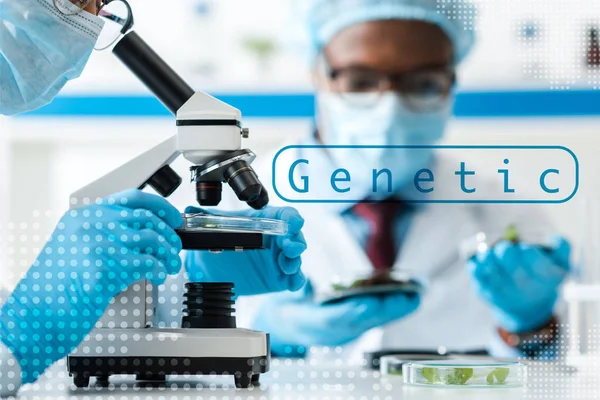 Foyer sélectif de biologiste utilisant le microscope et son collègue afro-américain regardant les feuilles sur fond avec illustration génétique — Photo de stock