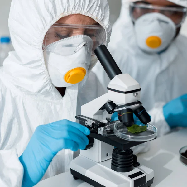 Foyer sélectif du biologiste en utilisant un microscope et un collègue afro-américain assis sur le fond — Photo de stock