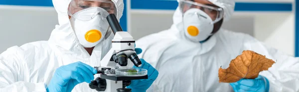 Panoramic shot of biologist using microscope and african american colleague holding leaf — Stock Photo