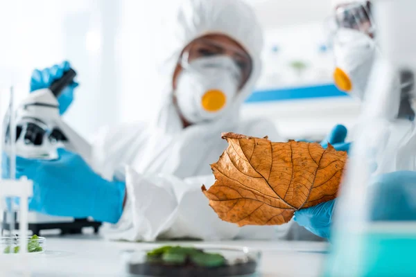 Selective focus of multicultural biologists looking at leaf — Stock Photo