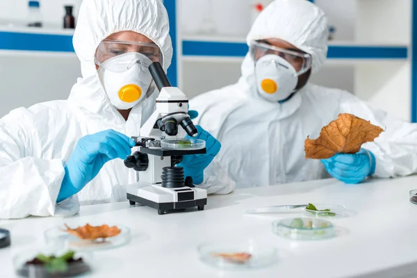Biologist using microscope and african american colleague holding leaf — Stock Photo