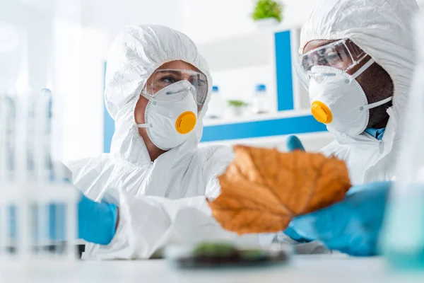 Selective focus of multicultural biologists looking at each other — Stock Photo