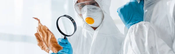 Panoramic shot of biologist looking at leaf with magnifying glass — Stock Photo