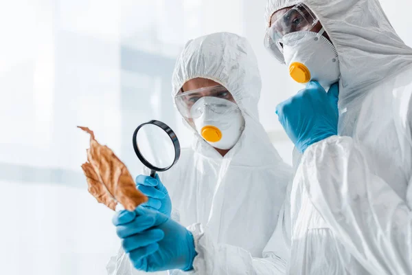 Multicultural biologists looking at leaf with magnifying glass — Stock Photo