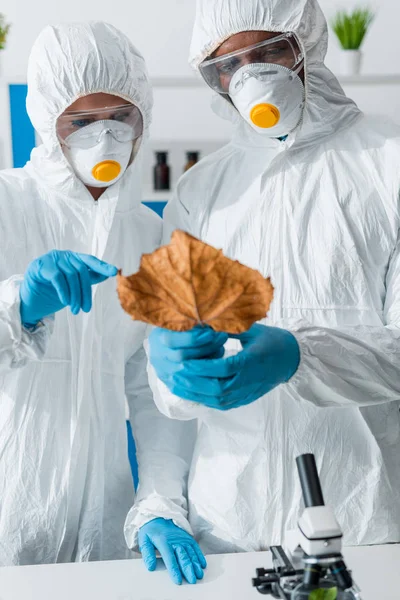 Поликультурные биологи, указывающие пальцем на лист в лаборатории — стоковое фото